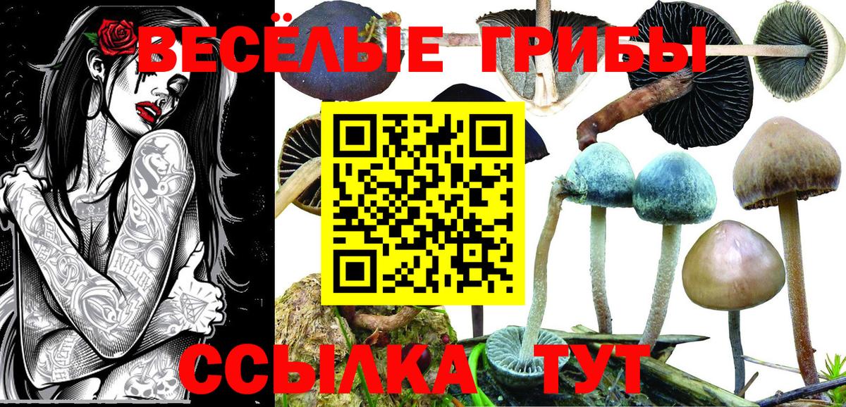 Псилоцибиновые грибы Cubensis Улан-Удэ